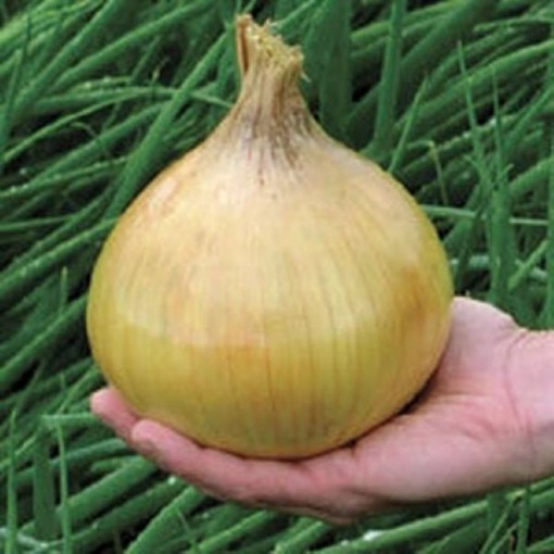 Ailsa Craig Exhibition Onions ON1-250
