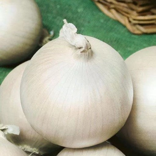 White Sweet Spanish Onions ON19-250