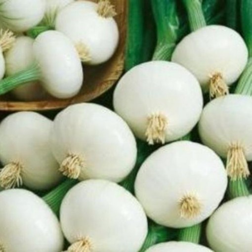 Crystal White Wax Onions ON22-250