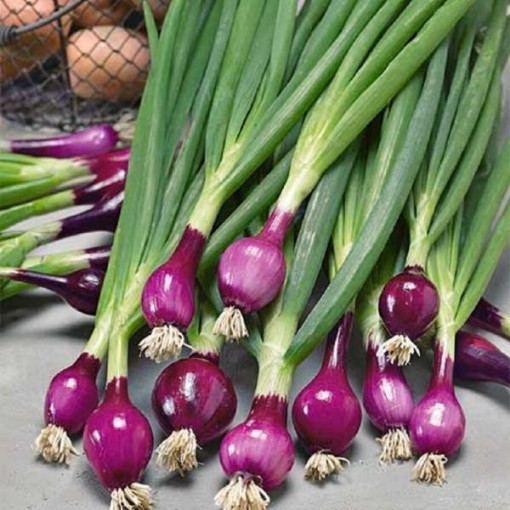 Purplette Onions ON24-250