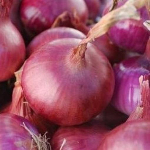 Red Weathersfield Onions ON26-250