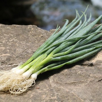Onions from Japan, Onions Originating from Japan. Reimer Seeds