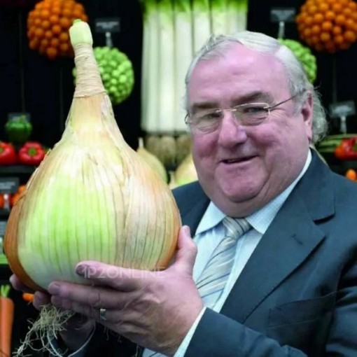 Kelsae Sweet Giant Onions ON28-50