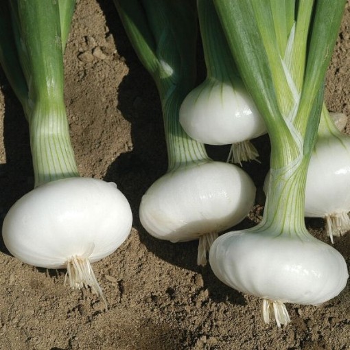 Bianca Di Maggio Onions ON34-250