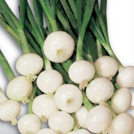 Barletta Onions ON36-250