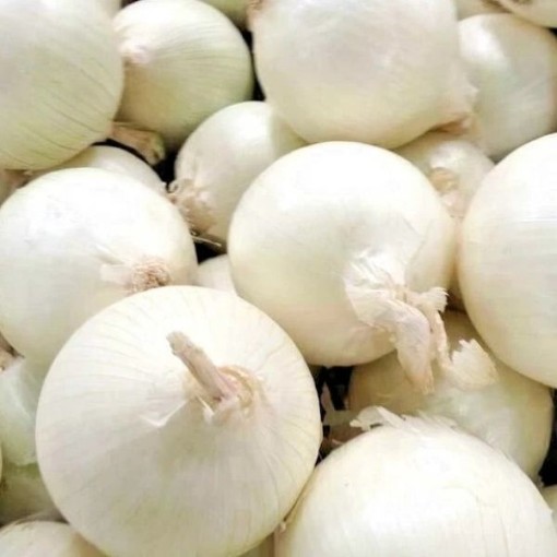 Southport White Globe Onions ON40-250