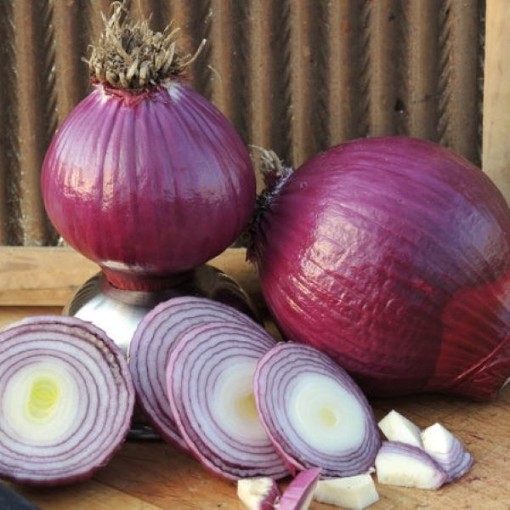 Red Bull Onions ON45-250