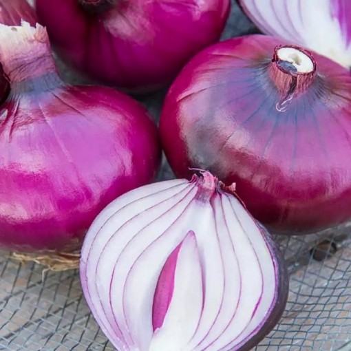 Red Zeppelin Onions ON49-100
