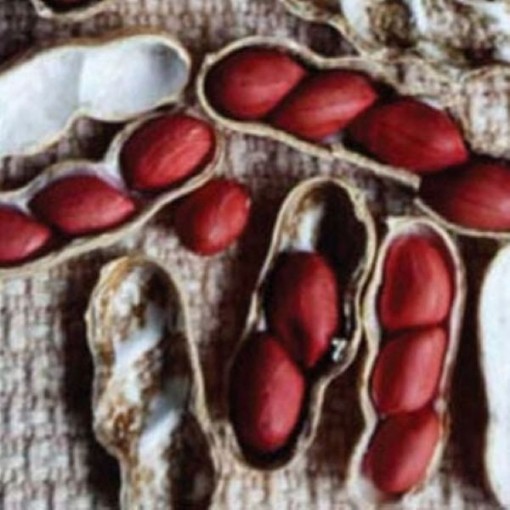 Early Spanish Peanuts PN2-20