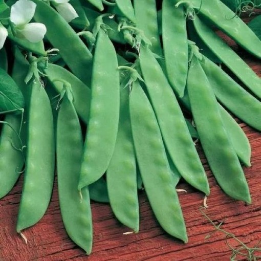 Oregon Sugar Pod II Snow Peas PE5-50
