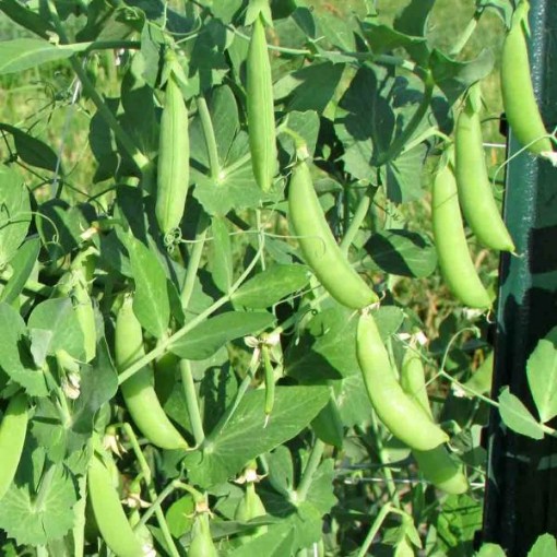 Sugar Ann Snap Peas PE6-50