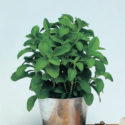 Stevia HB141-100
