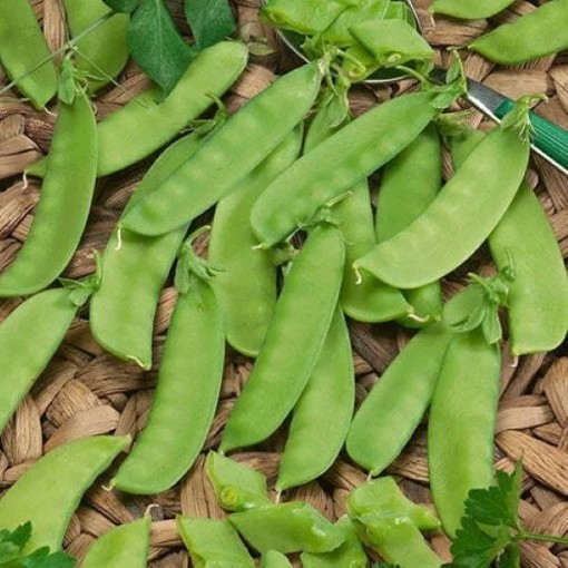 Mammoth Melting Sugar Snow Peas PE8-50