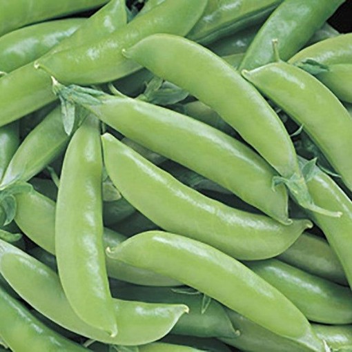 Super Sugar Snap Peas PE18-50