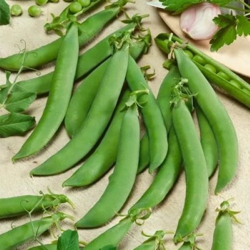 Sugar Daddy Snap Peas PE22-50