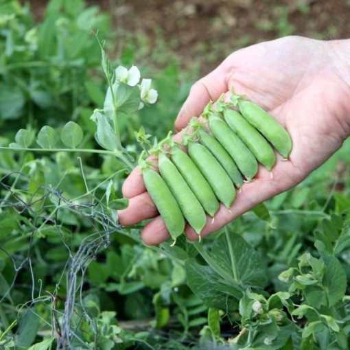 Early Frosty Sweet Peas PE28-50