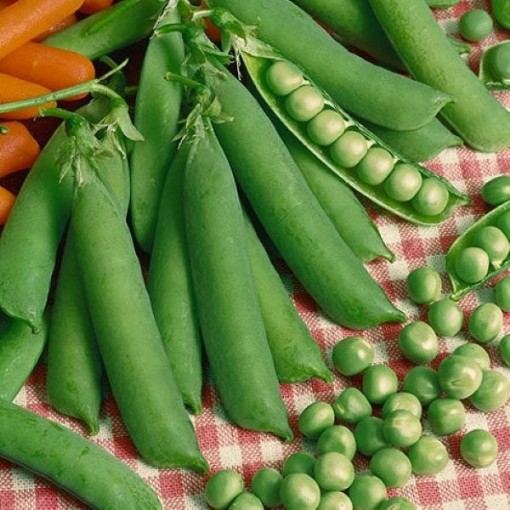 Laxton's Progress No 9 Sweet Peas PE30-50