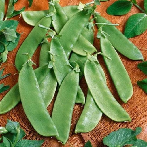 Oregon Giant Snow Peas PE32-50
