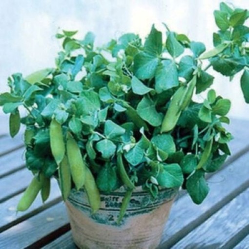 Tom Thumb Sweet Peas PE33-50