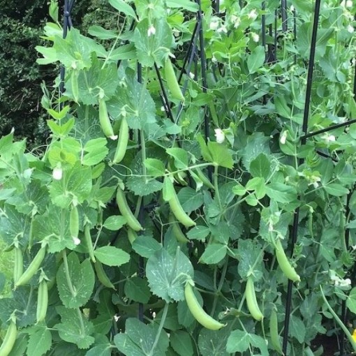 Patio Pride Sweet Peas PE37-50