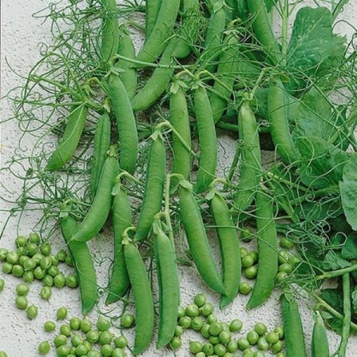 Taiwan Sugar Snow Peas PE38-50