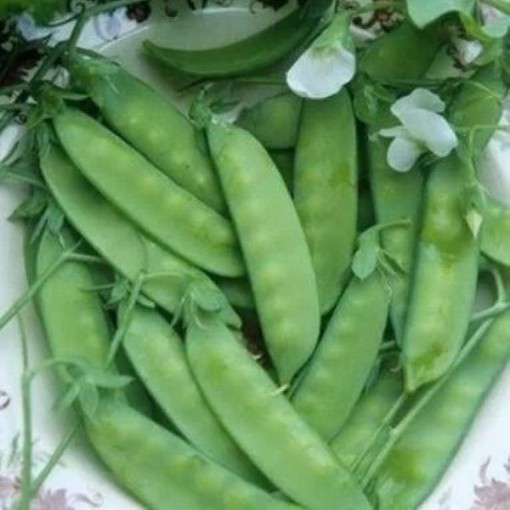 Dwarf Grey Sugar Snow Peas PE10-50