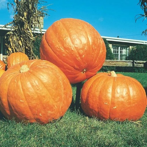Big Max Pumpkins PM2-20