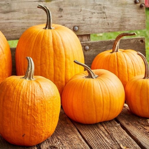 Connecticut Field Pumpkins PM3-20
