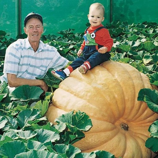 Dill's Atlantic Giant Pumpkins PM4-20