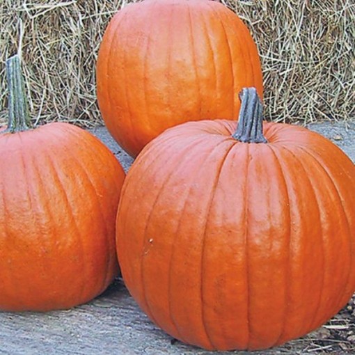 Howden Pumpkins PM5-20