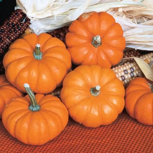 Jack Be Little Pumpkins PM6-20