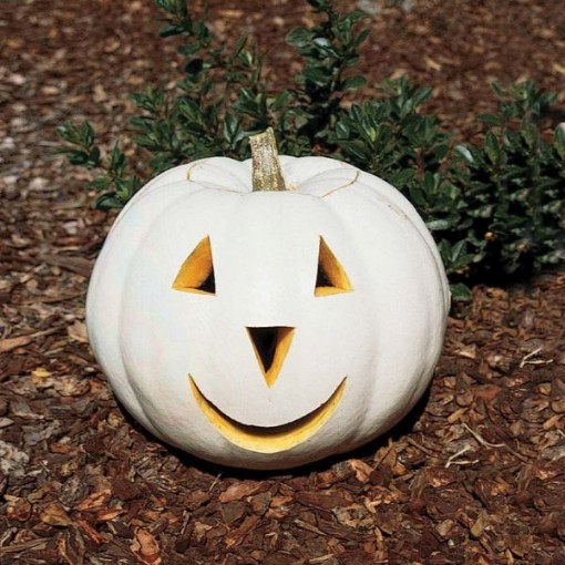 Lumina Pumpkins PM8-10