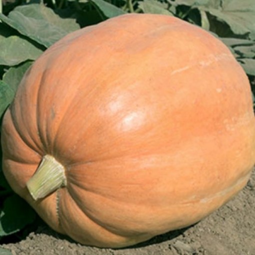 Mammoth Gold Pumpkins PM9-20