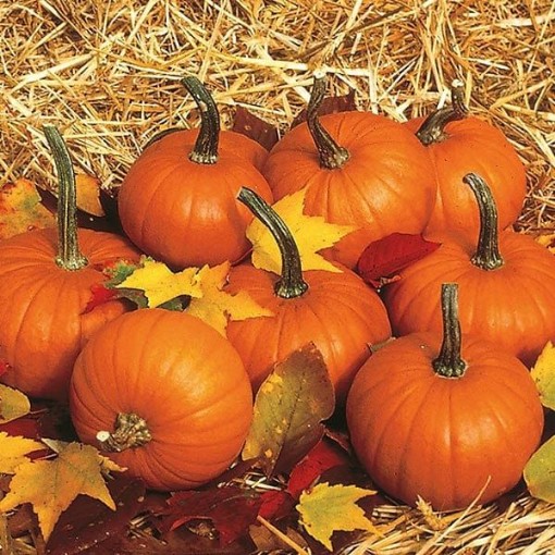 Baby Bear Pumpkins PM12-20
