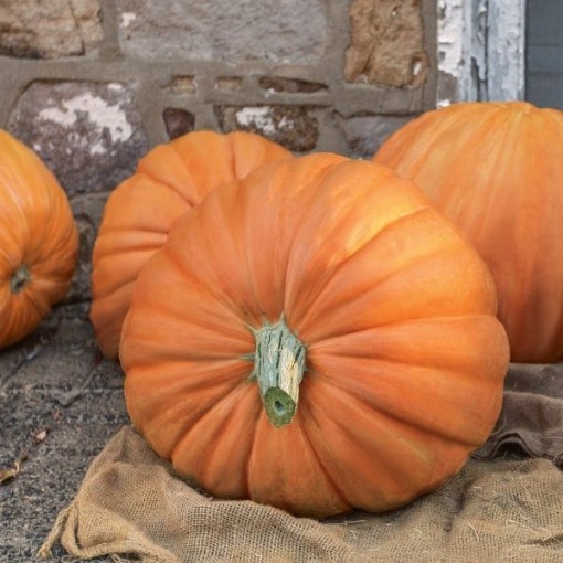 First Prize Pumpkins PM13-10