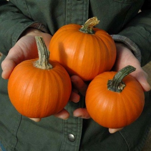 Wee B Little Pumpkins PM14-20