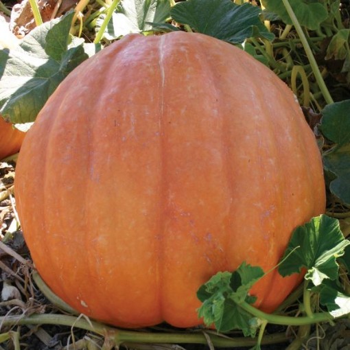 Big Moon Pumpkins PM15-5