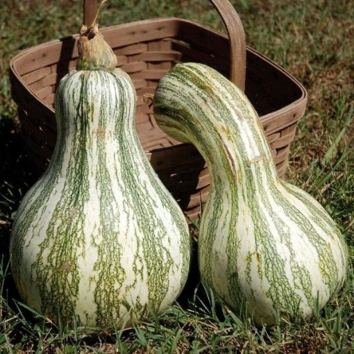 Green Striped Cushaw Pumpkins PM22-20
