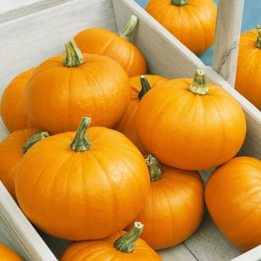 Spookie Pumpkins PM23-20