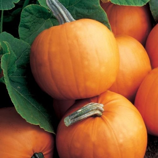 Orange Smoothie Pumpkins PM25-10