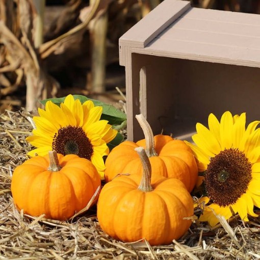 Munchkin Pumpkins PM27-20