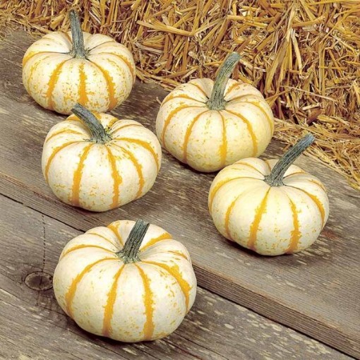 Lil Pump Ke Mon Pumpkins PM28-10