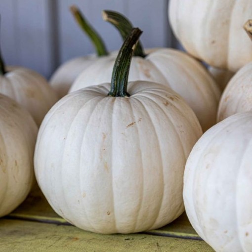 Casper Pumpkins PM30-20