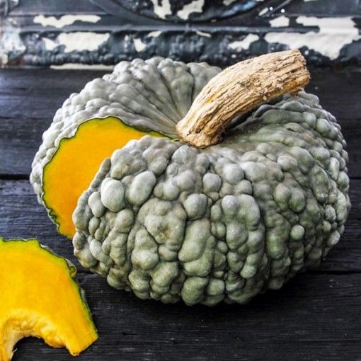 Marina di Chioggia Pumpkins PM32-20