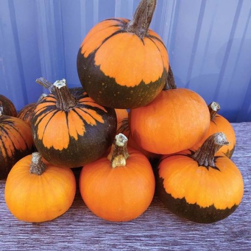 Batwing Pumpkins PM33-20