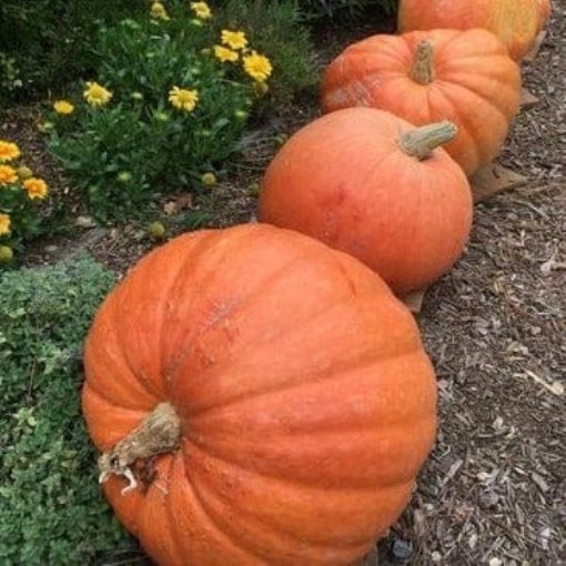Wyatt's Wonder Pumpkins PM34-10