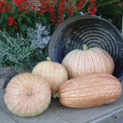 One Too Many Pumpkins PM35-10