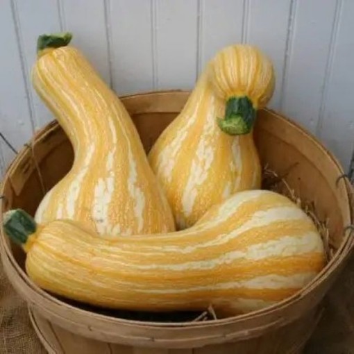 Orange Striped Cushaw Pumpkins PM38-20