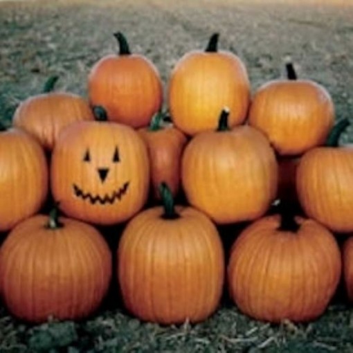 Aspen Pumpkins PM39-20