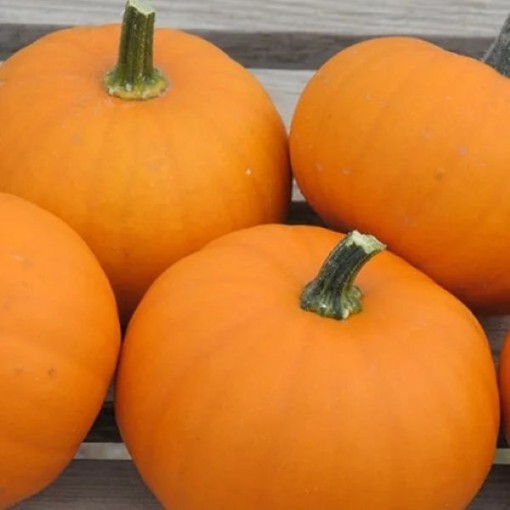 Little October Pumpkins PM40-20